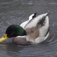 Селезень :: Freddy 97