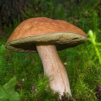 Царь-гриб) Белый гриб еловый, он же луговой - обитатель ельников :: Николай Зиновьев