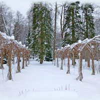 Галерея берсо, пергола :: Лия ☼