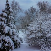 Волшебство зимы :: Оксана Новик 