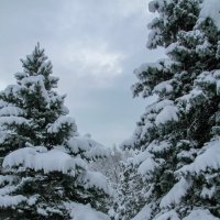 Елочки :: Оксана Новик 