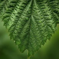 После дожля :: СЮ 