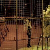 Ижевск Цирк :: Владимир Максимов