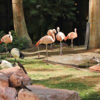 Большое семейство :: Владимир Соколов (svladmir) Большое семейство :: Владимир Соколов (svladmir)