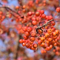 Дички :: Дарья Шуклина