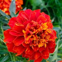 Бархатц (хамелеон) :: Елена Сухорученкова