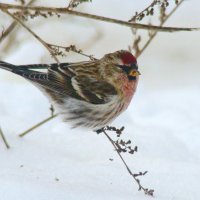 чечётка :: gawrilа - dan