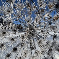 Салют :: Ольга Савельева 