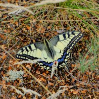 опять про бабочек...449 :: Александр Прокудин