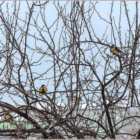 Ожидание весны... :: Aquarius - Сергей Ожидание весны... :: Aquarius - Сергей