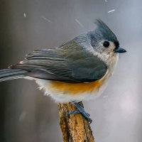 Хохлатая синица :: Aleksey Afonin Хохлатая синица :: Aleksey Afonin