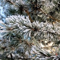 В зимнем свете :: Veera V