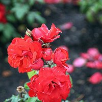 они на радость нам даны :: Олег Лукьянов