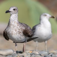 На морском берегу :: Владимир Лазарев