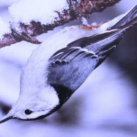 Поползень каскадёр :: Людмила Смородинская