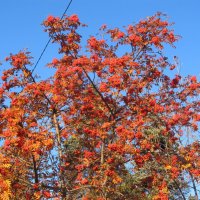 прекрасный октябрь :: Елена Шаламова