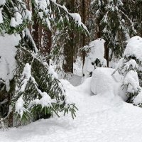 Лес во власти снега. :: Милешкин Владимир Алексеевич Лес во власти снега. :: Милешкин Владимир Алексеевич