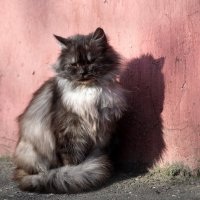 Солнечные ванны. :: Татьяна Бравая