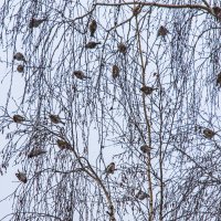 Залётная стая. :: Петр Беляков