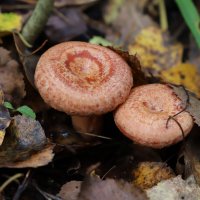 волнушка :: краснов юрий 