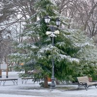 Ёлочка в парке :: Валентин Семчишин Ёлочка в парке :: Валентин Семчишин