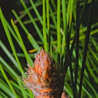 Мужские шишки сосны обыкновенной :: Giant Tao /