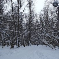 В зимнем парке :: Freddy 97