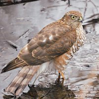 Ястреб-перепелятник :: Лина Ястреб-перепелятник :: Лина