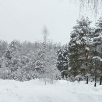 снег и лес :: Владимир снег и лес :: Владимир