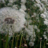 ,,, :: Сергей Тимоновский