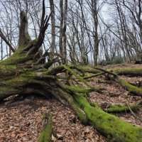 СТАРЫЙ ЛЕС :: Tata Wolf