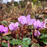 ЦИКЛАМЕН КАВКАЗСКИЙ :: Tata Wolf ЦИКЛАМЕН КАВКАЗСКИЙ :: Tata Wolf