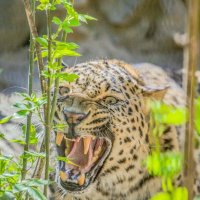 леопард :: Аркадий Лаптенко леопард :: Аркадий Лаптенко