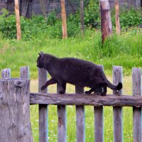 Кошка на заборе :: Валерий Судачок Кошка на заборе :: Валерий Судачок