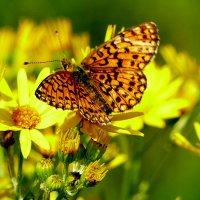 опять про бабочек...451 :: Александр Прокудин