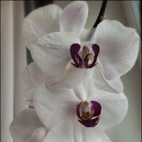 Орхидеи зимой :: Татьяна Машошина