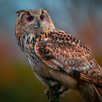 Филин :: Aleksey Afonin