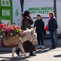 По городу осла водили :: Valziwa