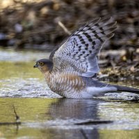 Ястреб-перепелятник. :: Alexander Amromin