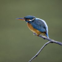 Зимородок. :: Alexander Amromin Зимородок. :: Alexander Amromin