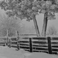 заборная зима :: Сергей Шаврин