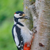 кормящий отец... :: Andrey Bragin 