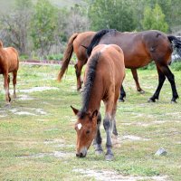 Лошадка пришла к нам наконец! :: Татьяна Лютаева Лошадка пришла к нам наконец! :: Татьяна Лютаева