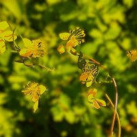 ***незнакомки*** :: Olga Oskolkova