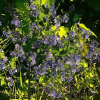 ***цветы полевые*** :: Olga Oskolkova