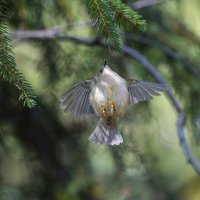 желтоголовый королек. :: юрий макаров