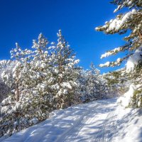 Дорога в царство Берендея :: Наталья Димова