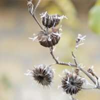 Канатник :: Надежда Куркина 