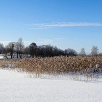 Зима в начале февраля. :: Милешкин Владимир Алексеевич 