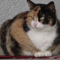 Трехцветное счастье :: Мариша 